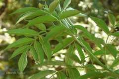 Sambucus canadensis